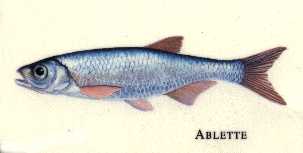 l'ablette