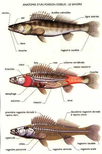 anatomie