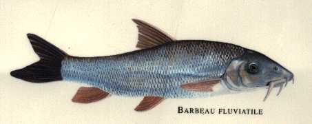 le barbeau fluviatile