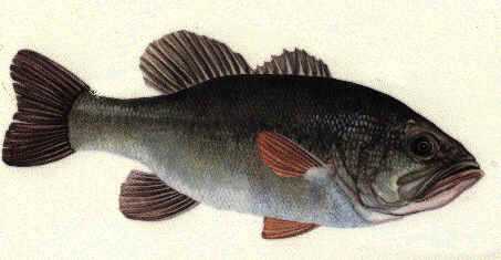 le black-bass