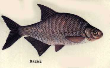   la breme