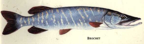 le brochet