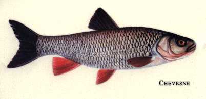 le chevesne