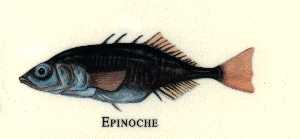 l'pinoche