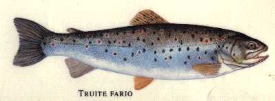 la truite fario