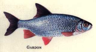 le gardon