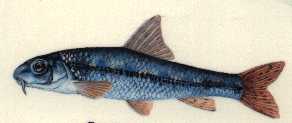 le goujon