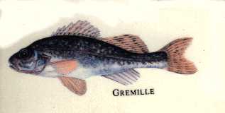 la gremille