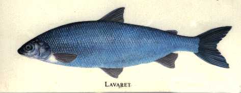 le lavaret