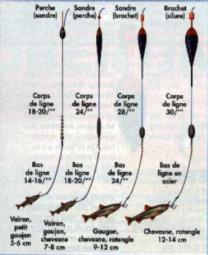 divers montages carnassier