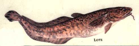 la lote
