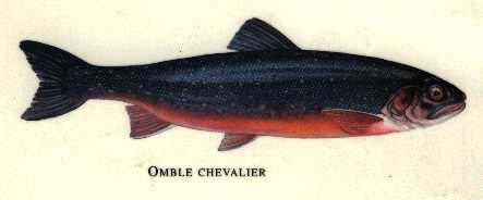 l'omble chevalier