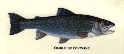 l'omble de fontaine