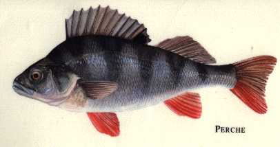 la perche