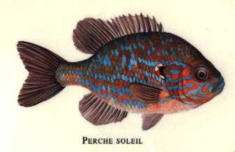 la perche soleil
