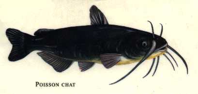 le poisson-chat