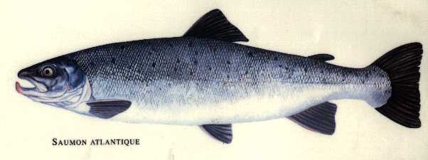 le saumon