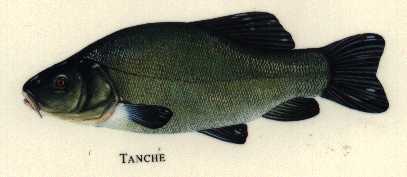 la tanche