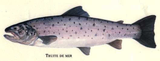 la truite de mer