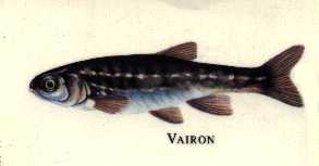 le vairon