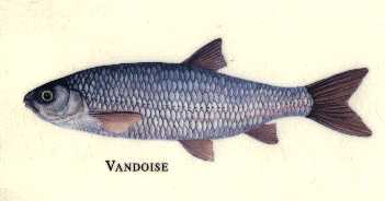 la vandoise
